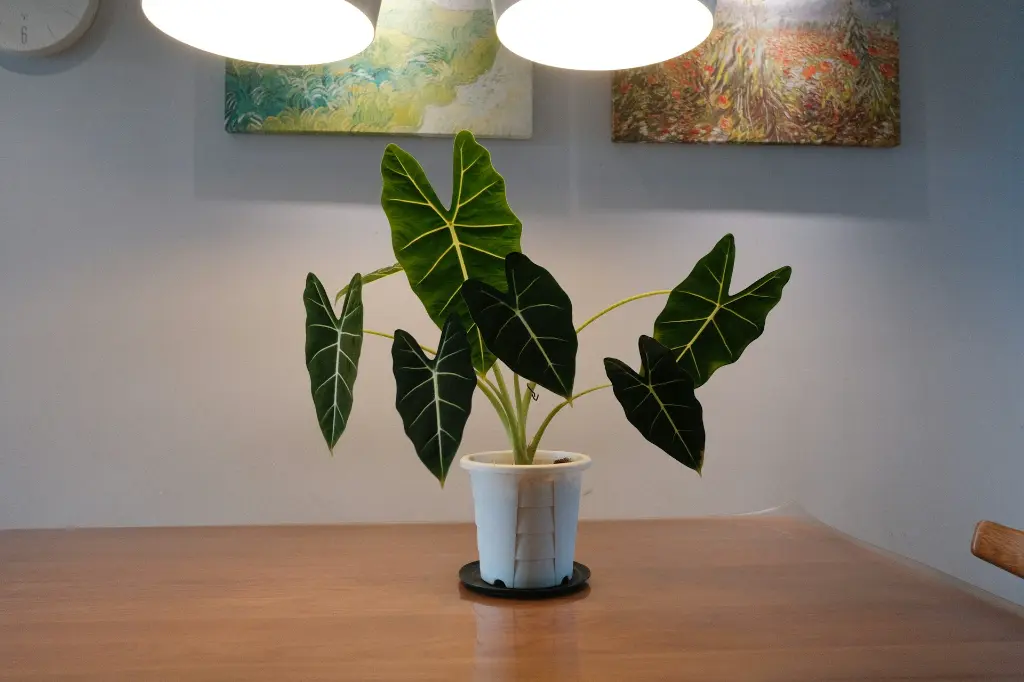 Alocasia polly