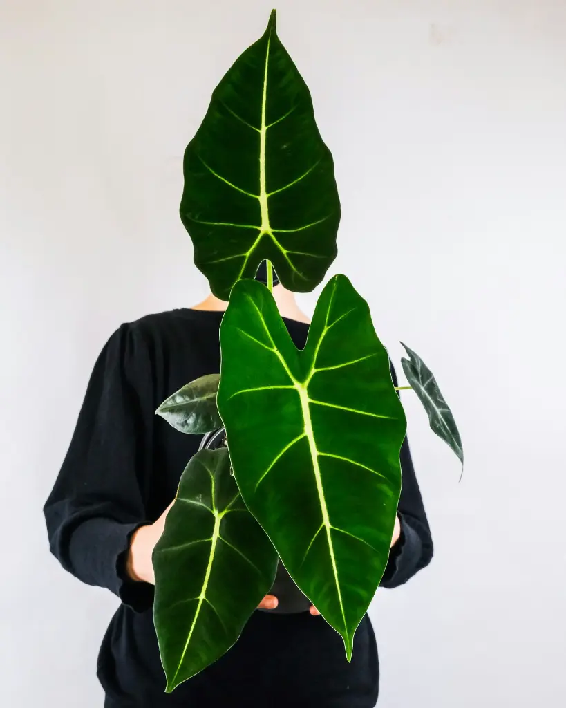 unsplash_cJe74l08L4E_ALOCASIA POLY.webp.jpg