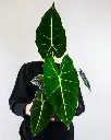unsplash_cJe74l08L4E_ALOCASIA POLY.webp.jpg