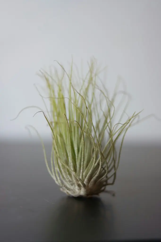 unsplash_FBi8wlOMhmM_AIR PLANTS.webp