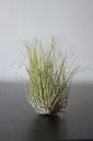 unsplash_FBi8wlOMhmM_AIR PLANTS.webp
