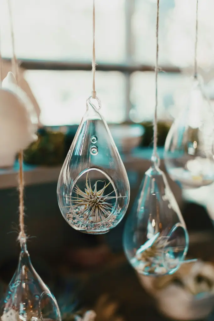 Air plants