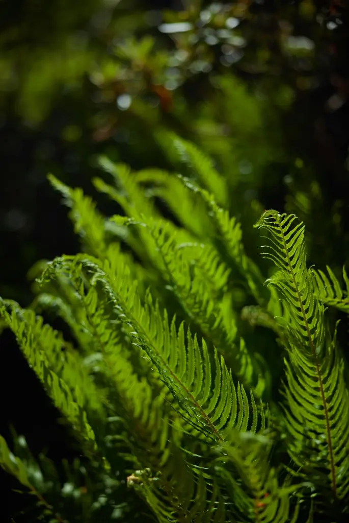 unsplash_1oZzjFSaAuk_ruffle fern.webp.jpg