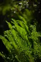 unsplash_1oZzjFSaAuk_ruffle fern.webp.jpg