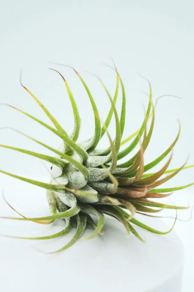 unsplash_uPl9mep4zj0_AIR PLANTS.webp.jpg.jpg