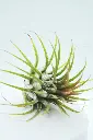 unsplash_uPl9mep4zj0_AIR PLANTS.webp.jpg.jpg
