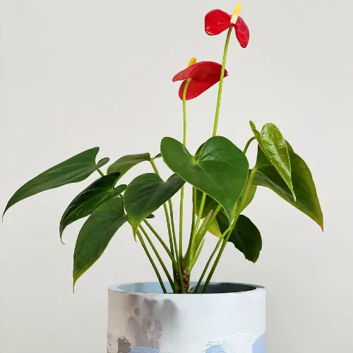 Anthurium