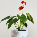 Anthurium