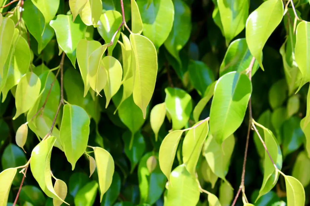 unsplash_aVM6HCZYL6M_WEEPING FIG PLANT.webp