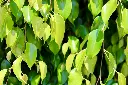 unsplash_aVM6HCZYL6M_WEEPING FIG PLANT.webp
