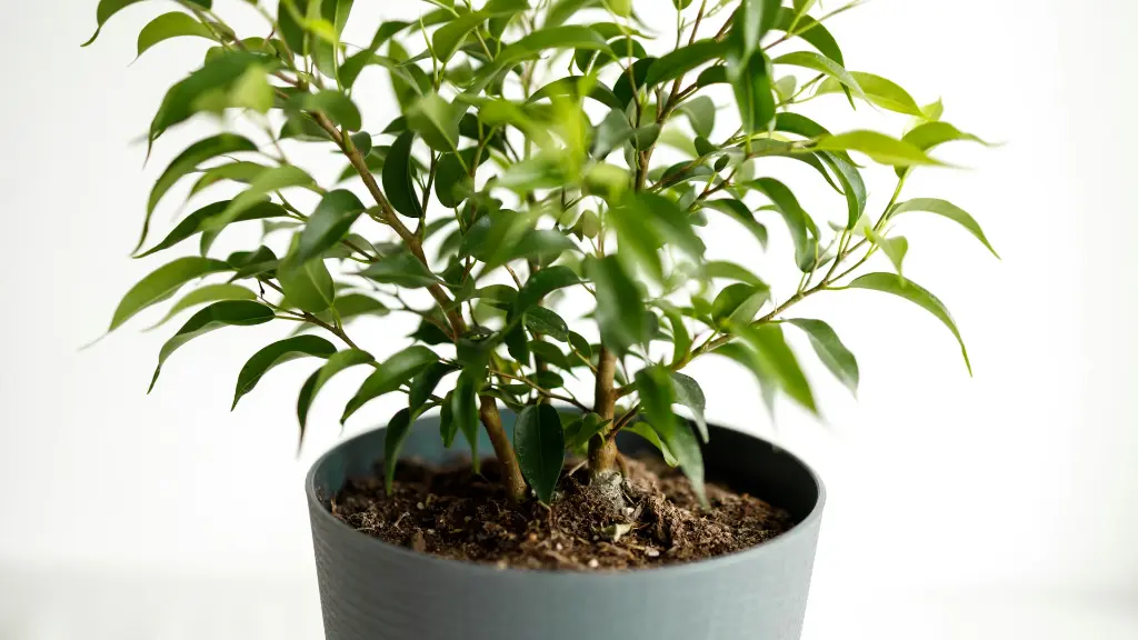 unsplash_7LMXZF4TD2M_WEEPING FIG PLANT.webp.jpg