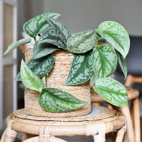 unsplash_MawBfXSywWk_silver money plant.webp