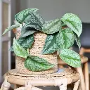 unsplash_MawBfXSywWk_silver money plant.webp