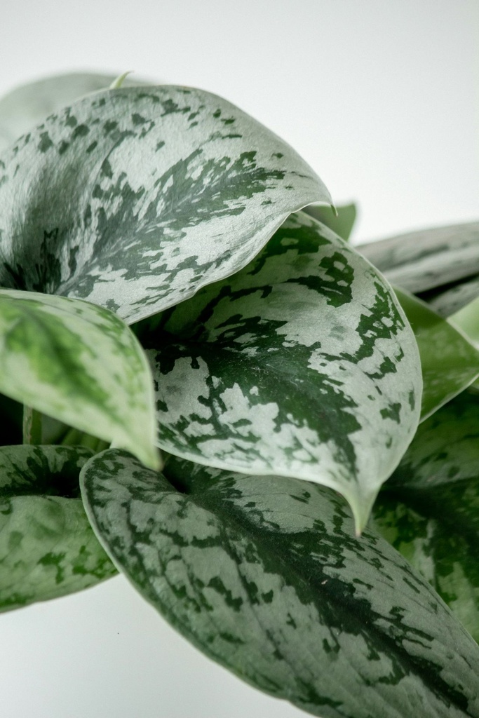 Satin pothos