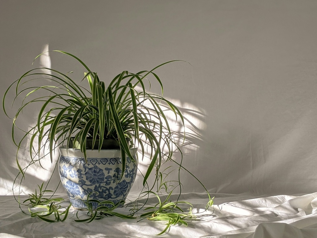 Spider plant Gift pot