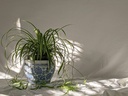 Spider plant Gift pot