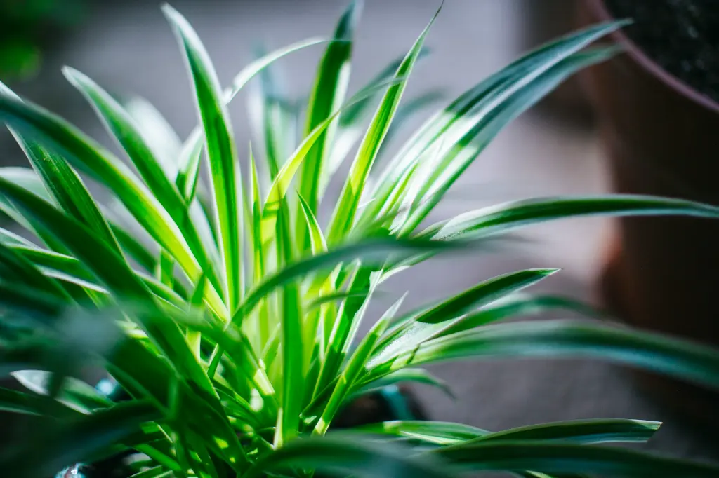 unsplash_9K2mR61LG4s_spider plant.webp.jpg