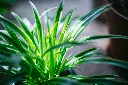 unsplash_9K2mR61LG4s_spider plant.webp.jpg