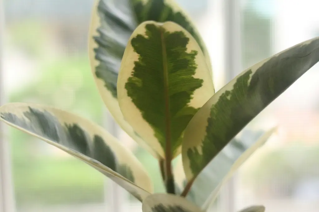 unsplash_5WGzOYiDLIo_VARIEGATED RUBBER PLANT.webp