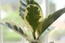 unsplash_5WGzOYiDLIo_VARIEGATED RUBBER PLANT.webp