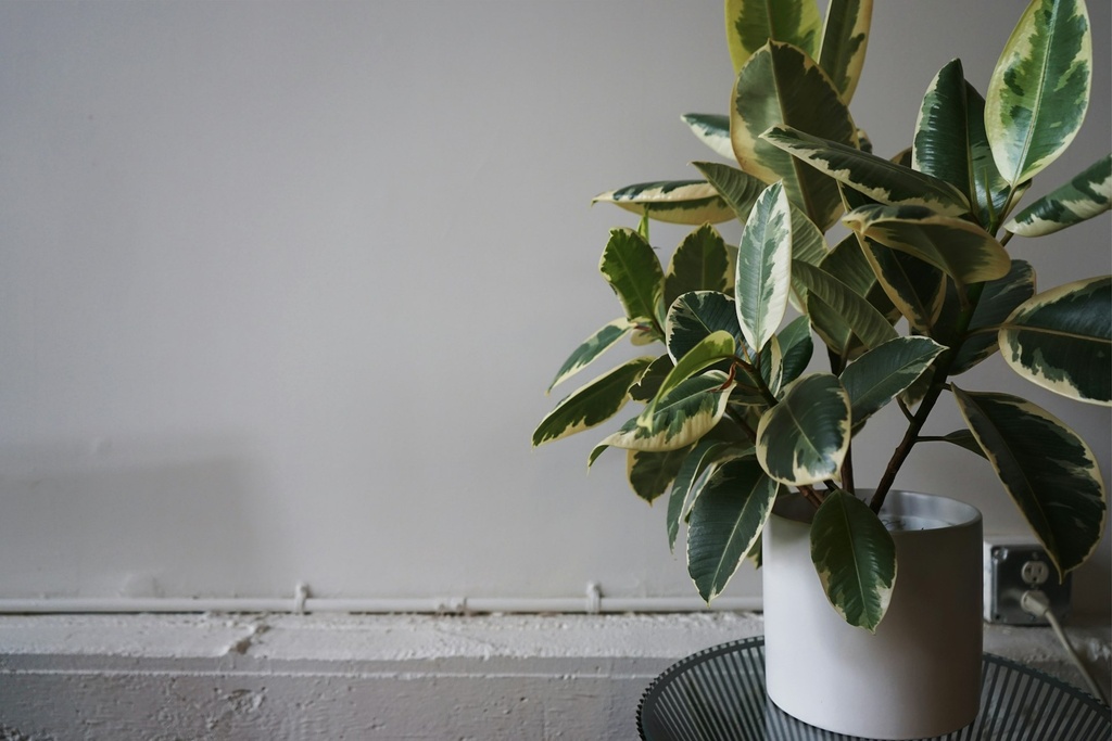 Variegated Rubber plant
