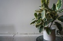 Variegated Rubber plant