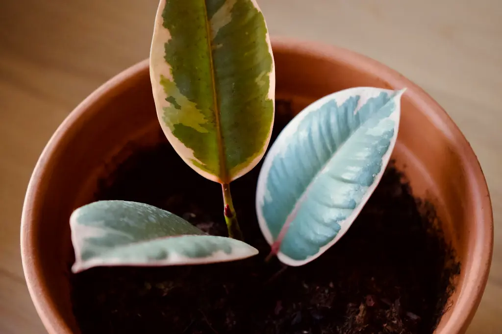 unsplash_dVid40fYoKg_VARIEGATED RUBBER PLANT.webp.jpg.jpg