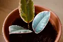 unsplash_dVid40fYoKg_VARIEGATED RUBBER PLANT.webp.jpg.jpg