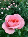 unsplash_gB8ImYoX6fU_rose.webp