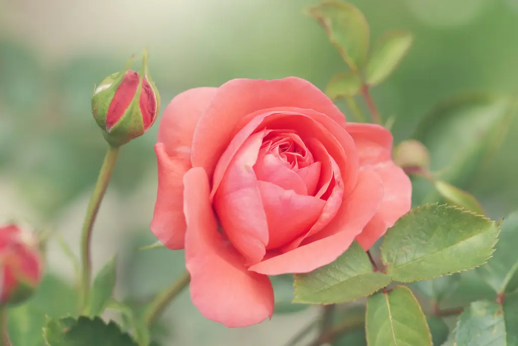 unsplash_Z33hpeePdyc_rose.webp.jpg