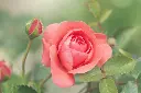unsplash_Z33hpeePdyc_rose.webp.jpg