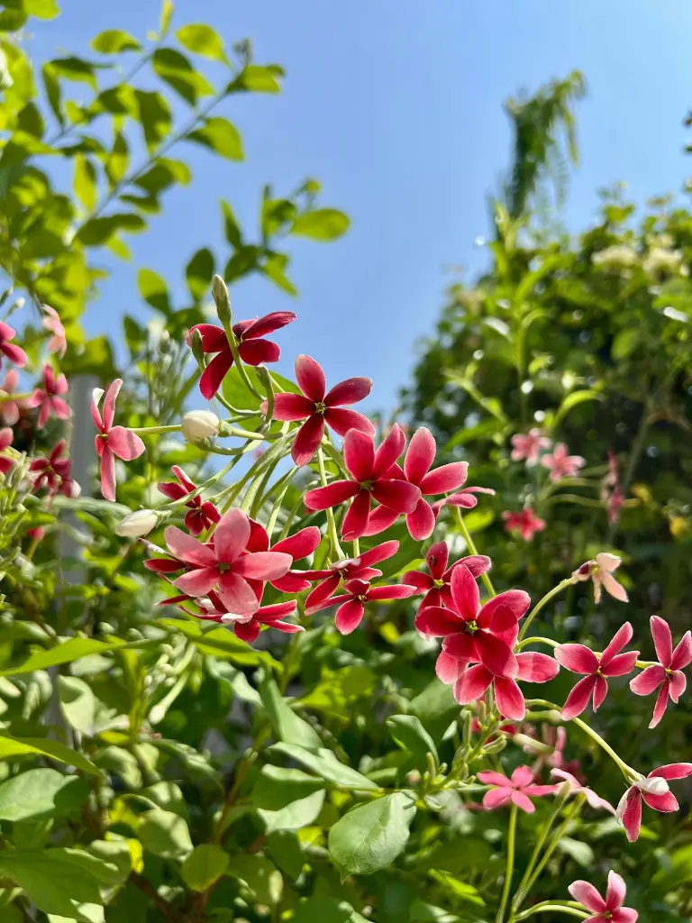unsplash_bHHLMznU21A_rangoon creeper.webp
