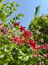 unsplash_bHHLMznU21A_rangoon creeper.webp