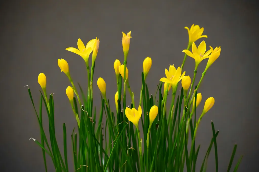 unsplash_VK7mBmOoum8_rain lilly.webp
