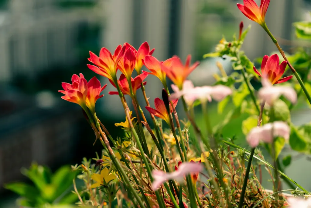 unsplash_dWKxCqsdLSE_rain lilly.webp.jpg.jpg
