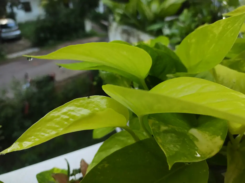 unsplash_tHtJyTutpGE_money plant.webp