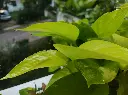 unsplash_tHtJyTutpGE_money plant.webp