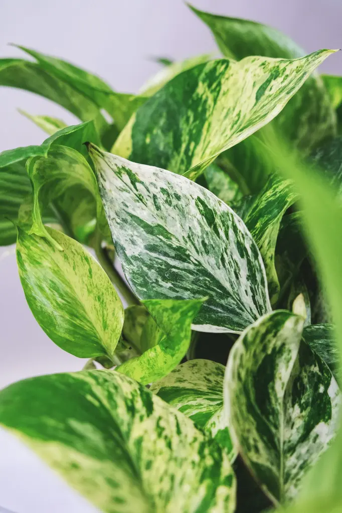 unsplash_X4TF6LFEr0w_marble queen pothos.webp