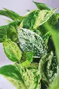 unsplash_X4TF6LFEr0w_marble queen pothos.webp