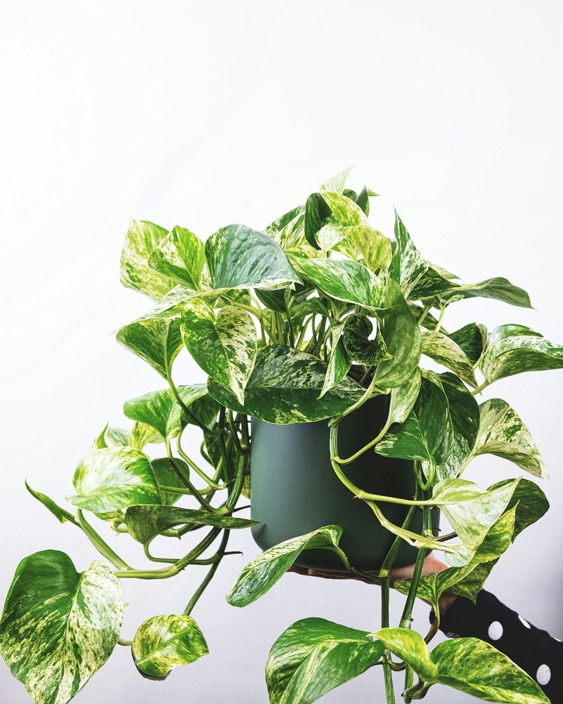 Marble queen pothos