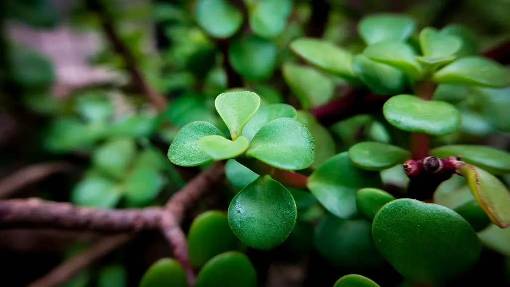 unsplash_E52UFQB6k5o_jade plant.webp