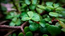 unsplash_E52UFQB6k5o_jade plant.webp