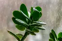 unsplash_Vqv9LiyWKoc_jade plant.webp.jpg