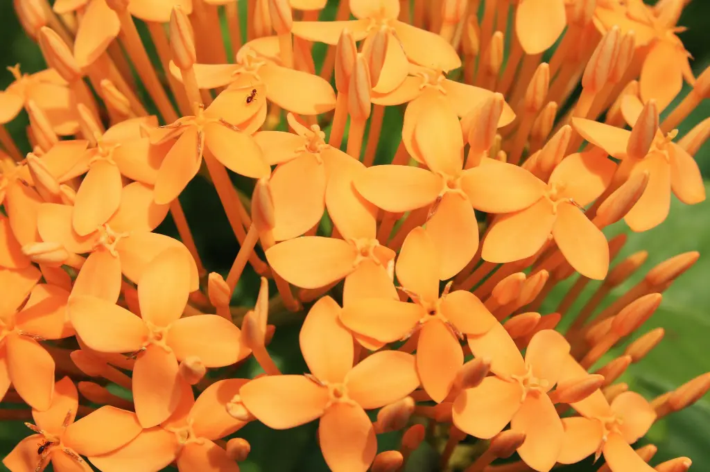 unsplash_O6OOtJHKJ54_ixora.webp.jpg