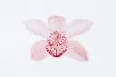 unsplash_jtes8PJxxj8_orchid.webp