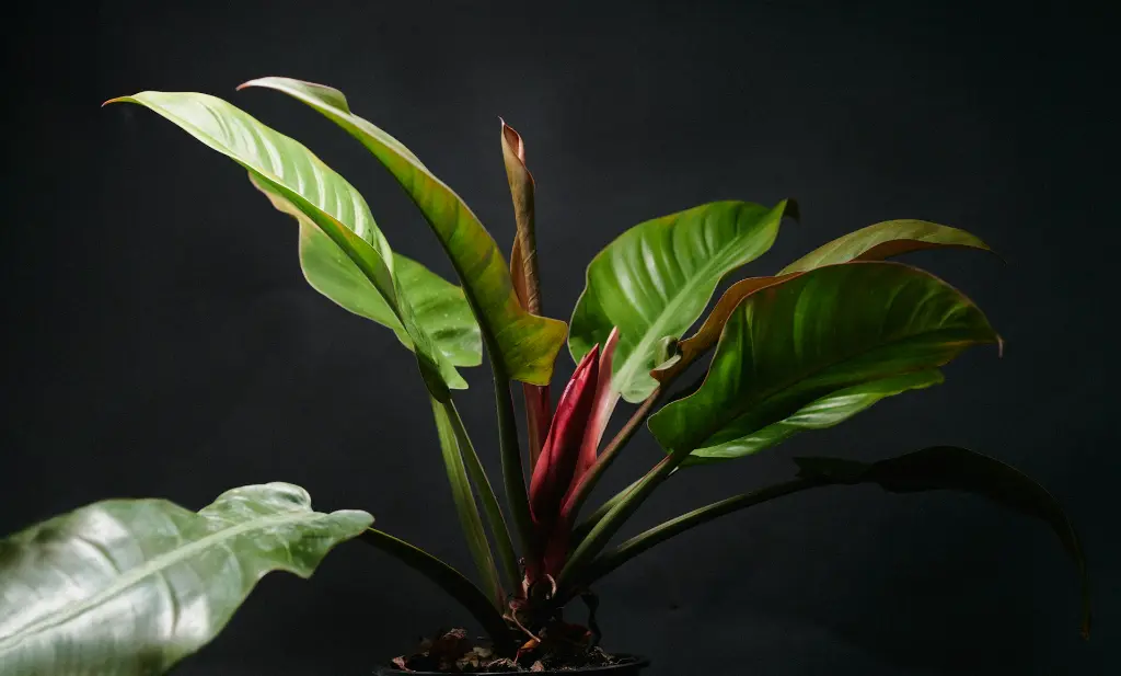 unsplash_U0ki8aabVZ8_red emerald philodendron.webp