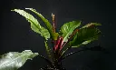 unsplash_U0ki8aabVZ8_red emerald philodendron.webp