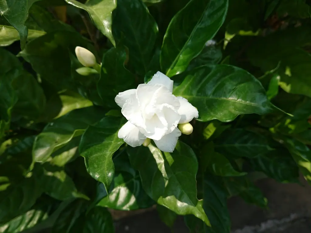 unsplash_uSFUg0sbtNI_gardenia.webp.jpg