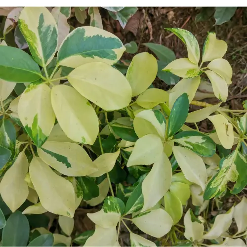 Dwarf Umbrella Plant