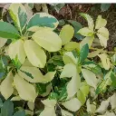 Dwarf Umbrella Plant